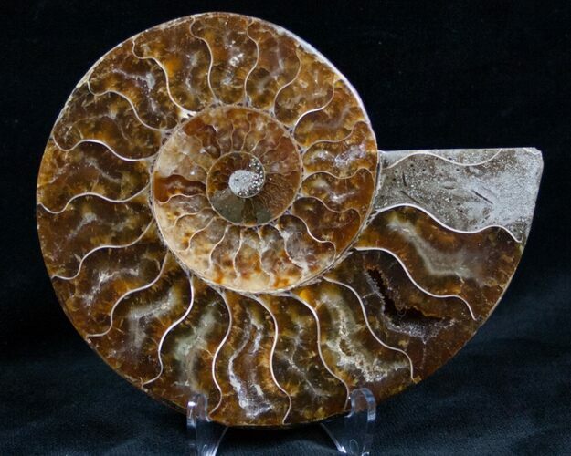 Cut and Polished Ammonite (Half) #7334